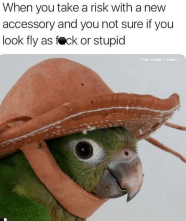 animal memes, funny animal memes, pet memes, humorous pet memes cat memes, kitten memes, feline memes, funny cats memes dog memes, puppy memes, canine memes, hilarious dog memes cute animal memes, adorable memes, charming pet memes, endearing animal memes