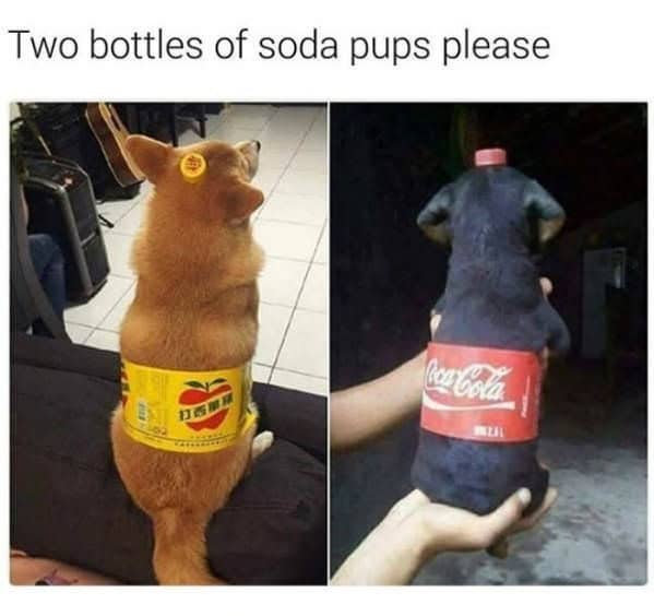 animal memes, funny animal memes, pet memes, humorous pet memes cat memes, kitten memes, feline memes, funny cats memes dog memes, puppy memes, canine memes, hilarious dog memes cute animal memes, adorable memes, charming pet memes, endearing animal memes