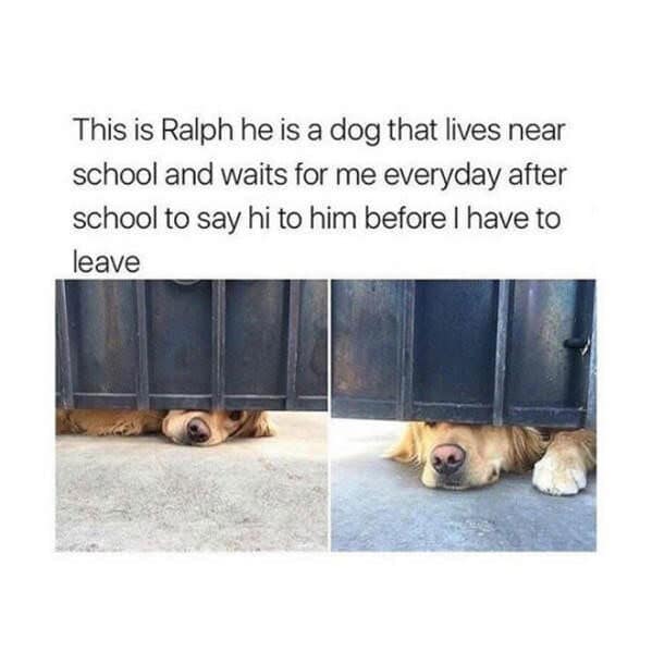 animal memes, funny animal memes, pet memes, humorous pet memes cat memes, kitten memes, feline memes, funny cats memes dog memes, puppy memes, canine memes, hilarious dog memes cute animal memes, adorable memes, charming pet memes, endearing animal memes