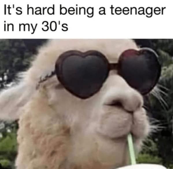 animal memes, funny animal memes, pet memes, humorous pet memes cat memes, kitten memes, feline memes, funny cats memes dog memes, puppy memes, canine memes, hilarious dog memes cute animal memes, adorable memes, charming pet memes, endearing animal memes