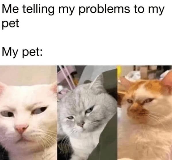 animal memes, funny animal memes, pet memes, humorous pet memes cat memes, kitten memes, feline memes, funny cats memes dog memes, puppy memes, canine memes, hilarious dog memes cute animal memes, adorable memes, charming pet memes, endearing animal memes