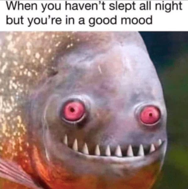 animal memes, funny animal memes, pet memes, humorous pet memes cat memes, kitten memes, feline memes, funny cats memes dog memes, puppy memes, canine memes, hilarious dog memes cute animal memes, adorable memes, charming pet memes, endearing animal memes