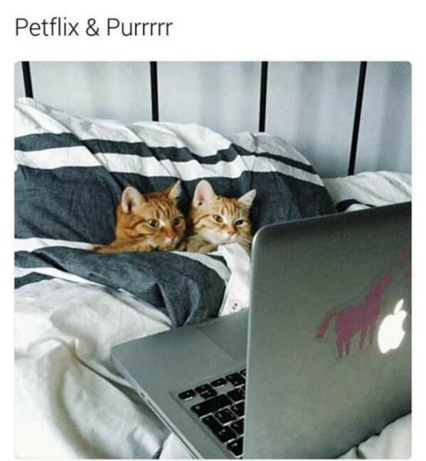 animal memes, funny animal memes, pet memes, humorous pet memes cat memes, kitten memes, feline memes, funny cats memes dog memes, puppy memes, canine memes, hilarious dog memes cute animal memes, adorable memes, charming pet memes, endearing animal memes