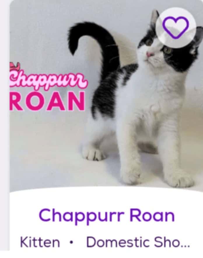 Chappurr Roan