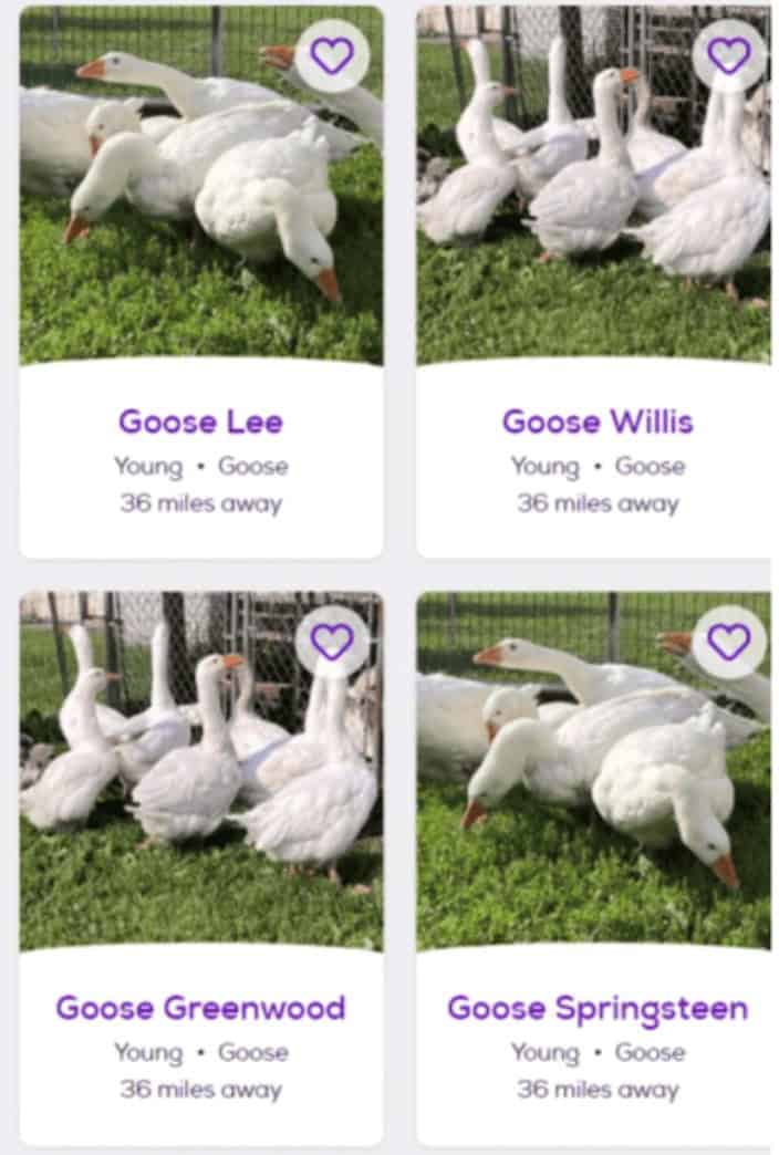 Goose Lee