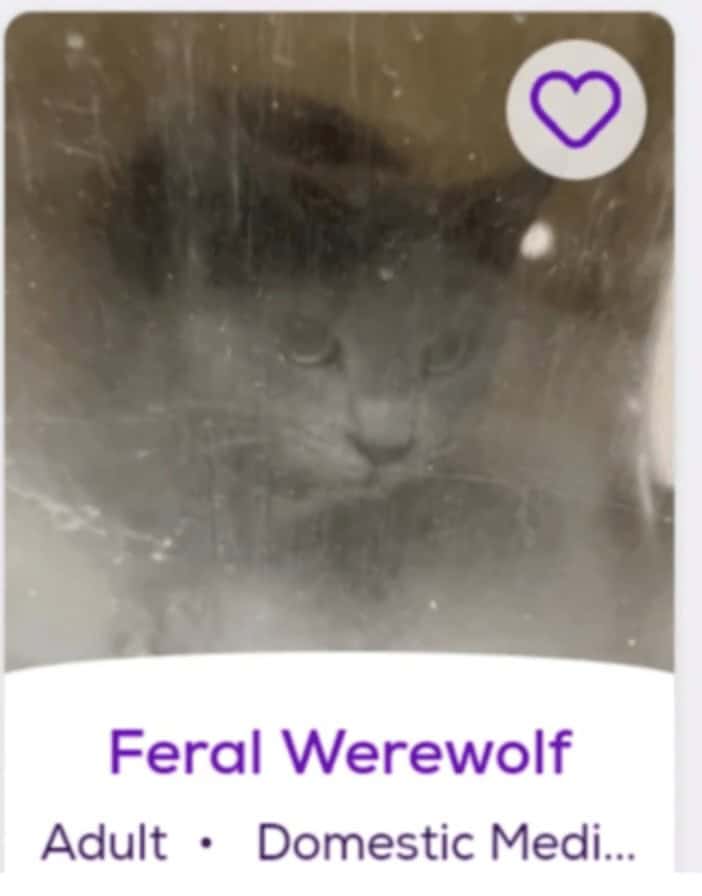 Feral Werewolf