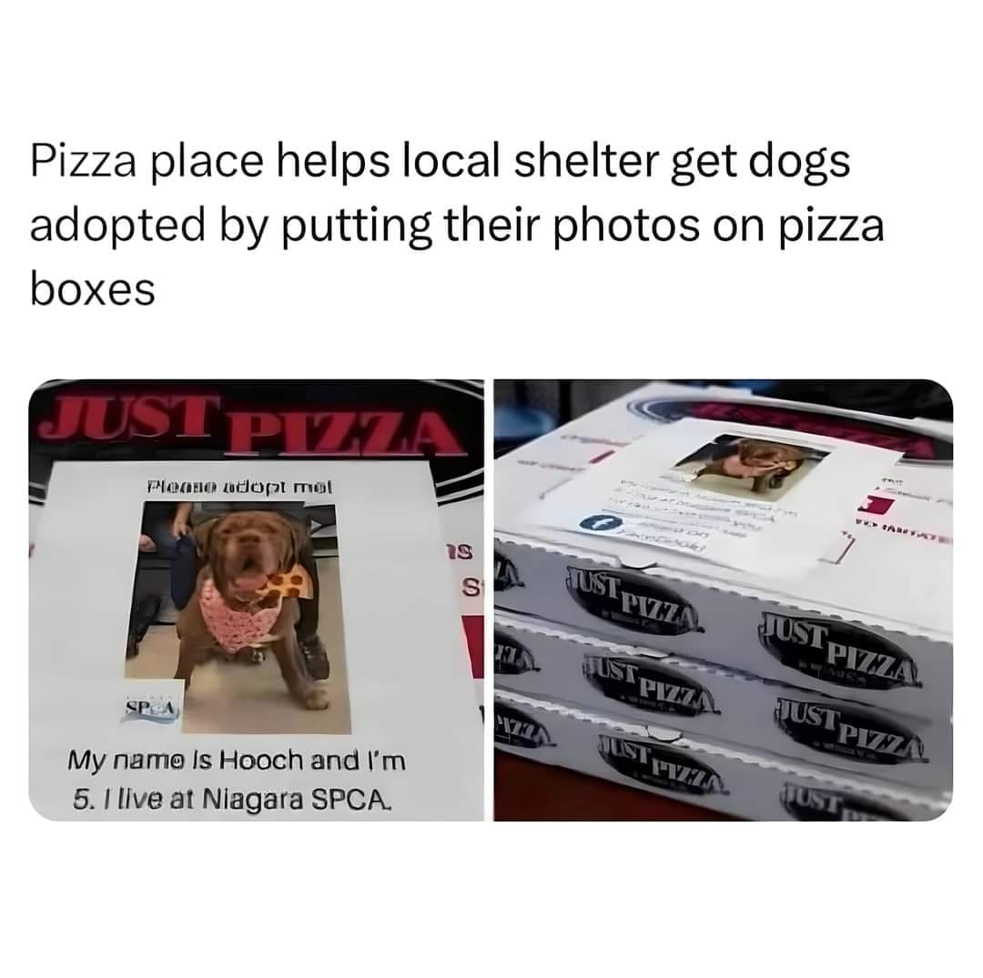 Pizza place helps local shelter get dogs adopted by putting their photos on pizza boxes