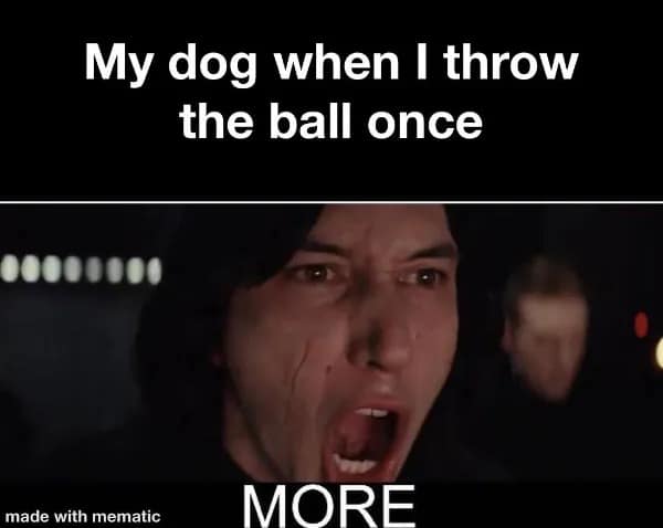 My dog when I throw the ball once