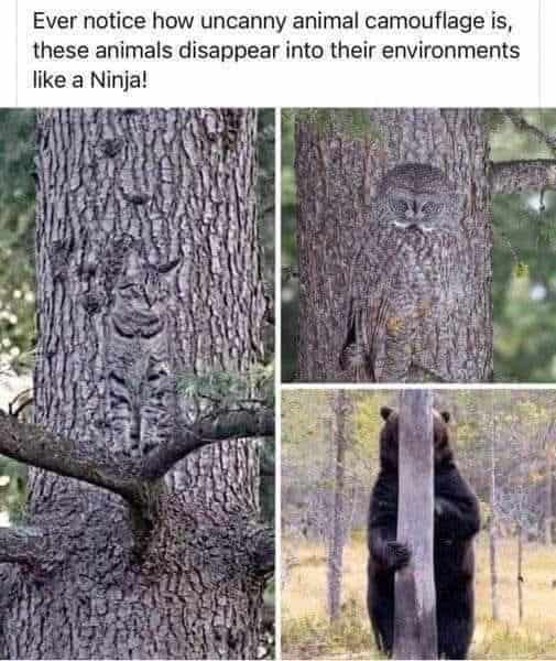 Ever notice how uncanny animal camouflage is, these animals disappear into their environments like a Ninja!