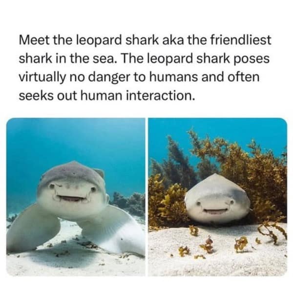 Meet the leopard shark aka the friendliest shark in the sea. The leopard shark poses virtually no danger to humans and often seeks out human interaction.