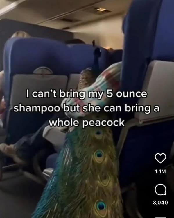I can't bring my 5 ounce shampoo but she can bring a whole peacock
