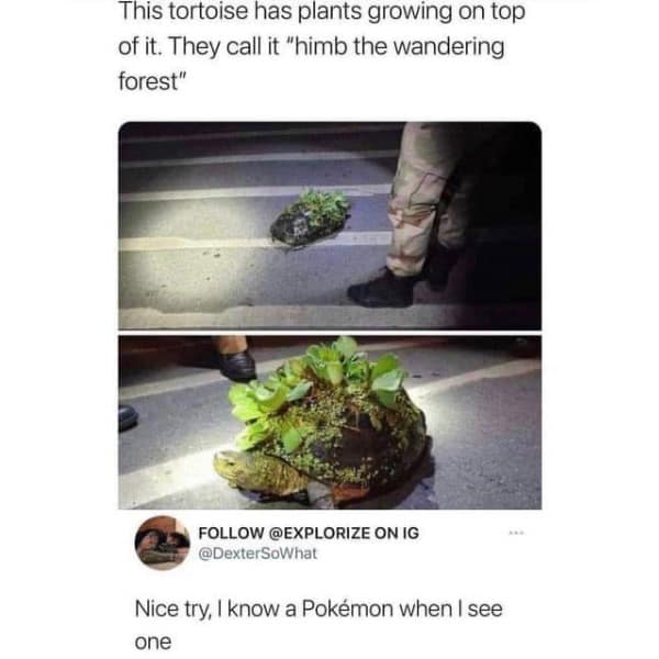 This tortoise has plants growing on top of it. They call it "himb the wandering forest"