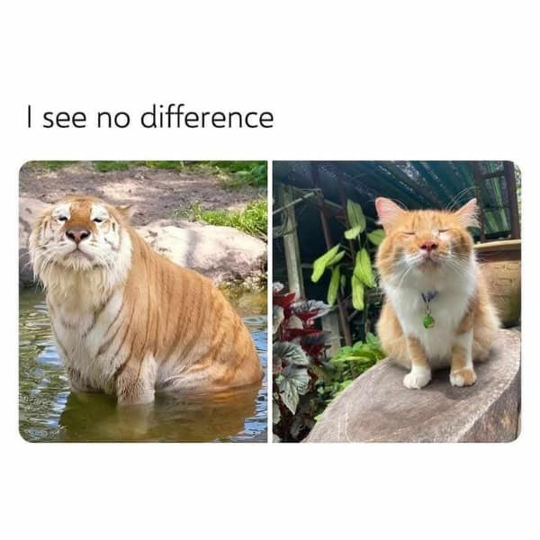 I see no difference