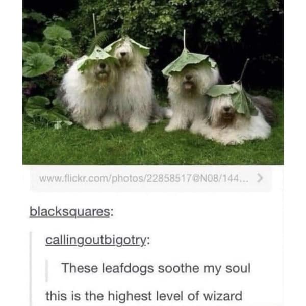 These leafdogs soothe my soul this is the highest level of wizard
