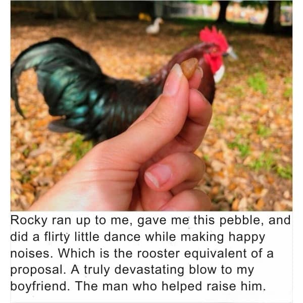 Rocky ran up to me, gave me this pebble, and did a flirty little dance while making happy noises. Which is the rooster equivalent of a proposal. A truly devastating blow to my boyfriend. The man who helped raise him.