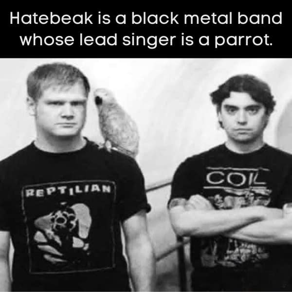 Hatebeak is a black metal band whose lead singer is a parrot.