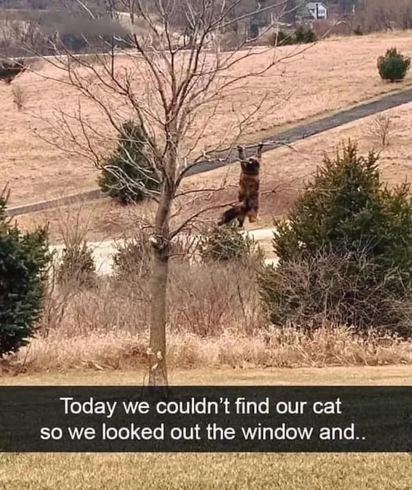 Today we couldn't find our cat so we looked out the window and..