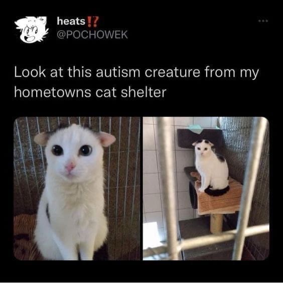 Look at this autism creature from my hometowns cat shelter