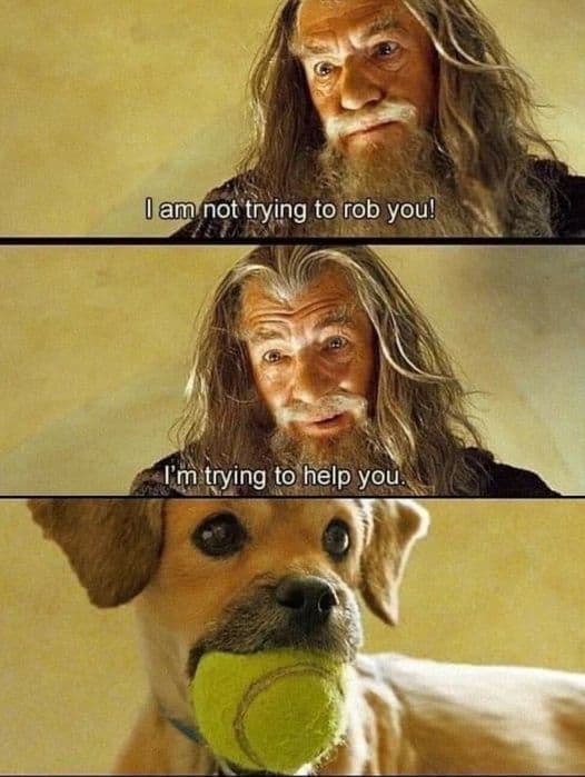 grumpy animal memes, animal memes, moody animal memes, irritated pet memes, annoyed animal memes, animal humor, funny animal pics, hilarious pet memes, wildlife memes, sarcastic memes, cynical animal memes, relatable pet humor, pet frustration memes, funny animal memes