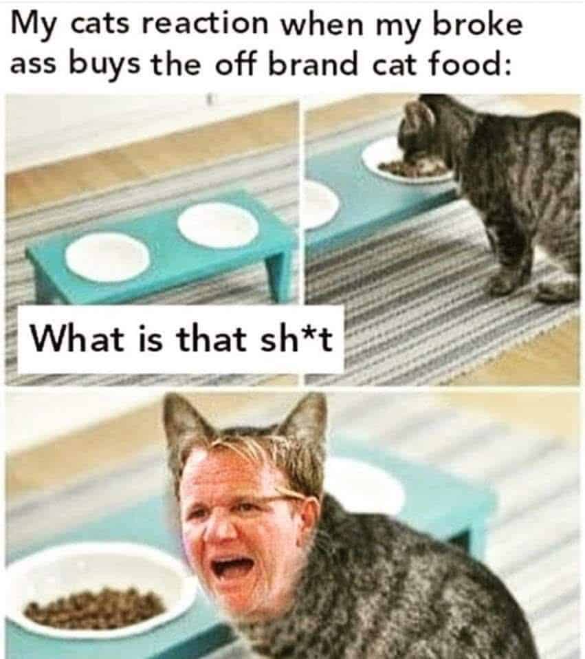 grumpy animal memes, animal memes, moody animal memes, irritated pet memes, annoyed animal memes, animal humor, funny animal pics, hilarious pet memes, wildlife memes, sarcastic memes, cynical animal memes, relatable pet humor, pet frustration memes, funny animal memes