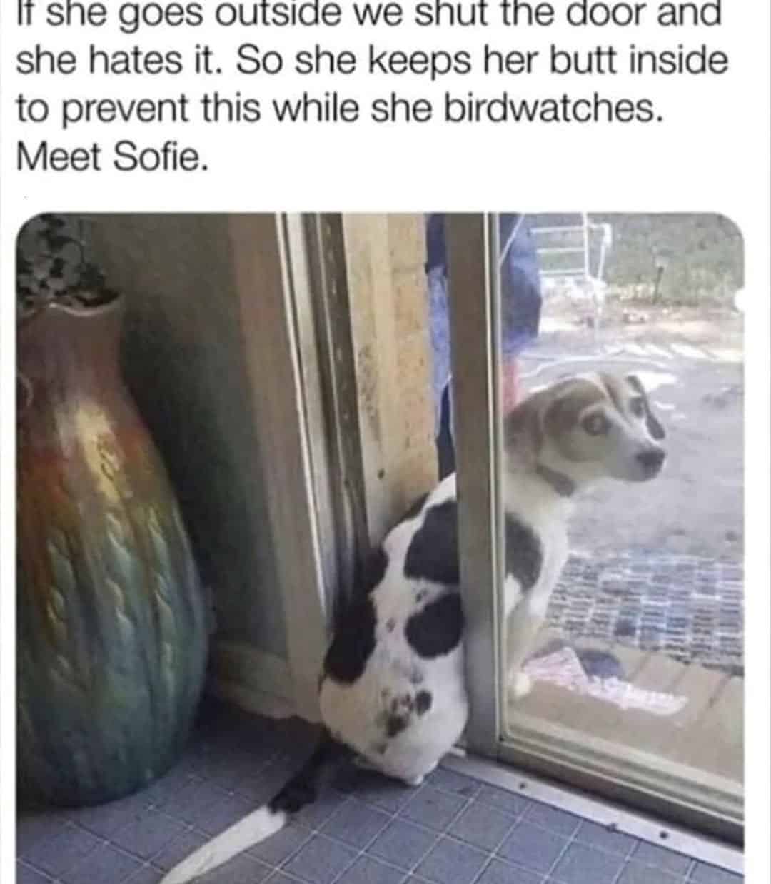 grumpy animal memes, animal memes, moody animal memes, irritated pet memes, annoyed animal memes, animal humor, funny animal pics, hilarious pet memes, wildlife memes, sarcastic memes, cynical animal memes, relatable pet humor, pet frustration memes, funny animal memes