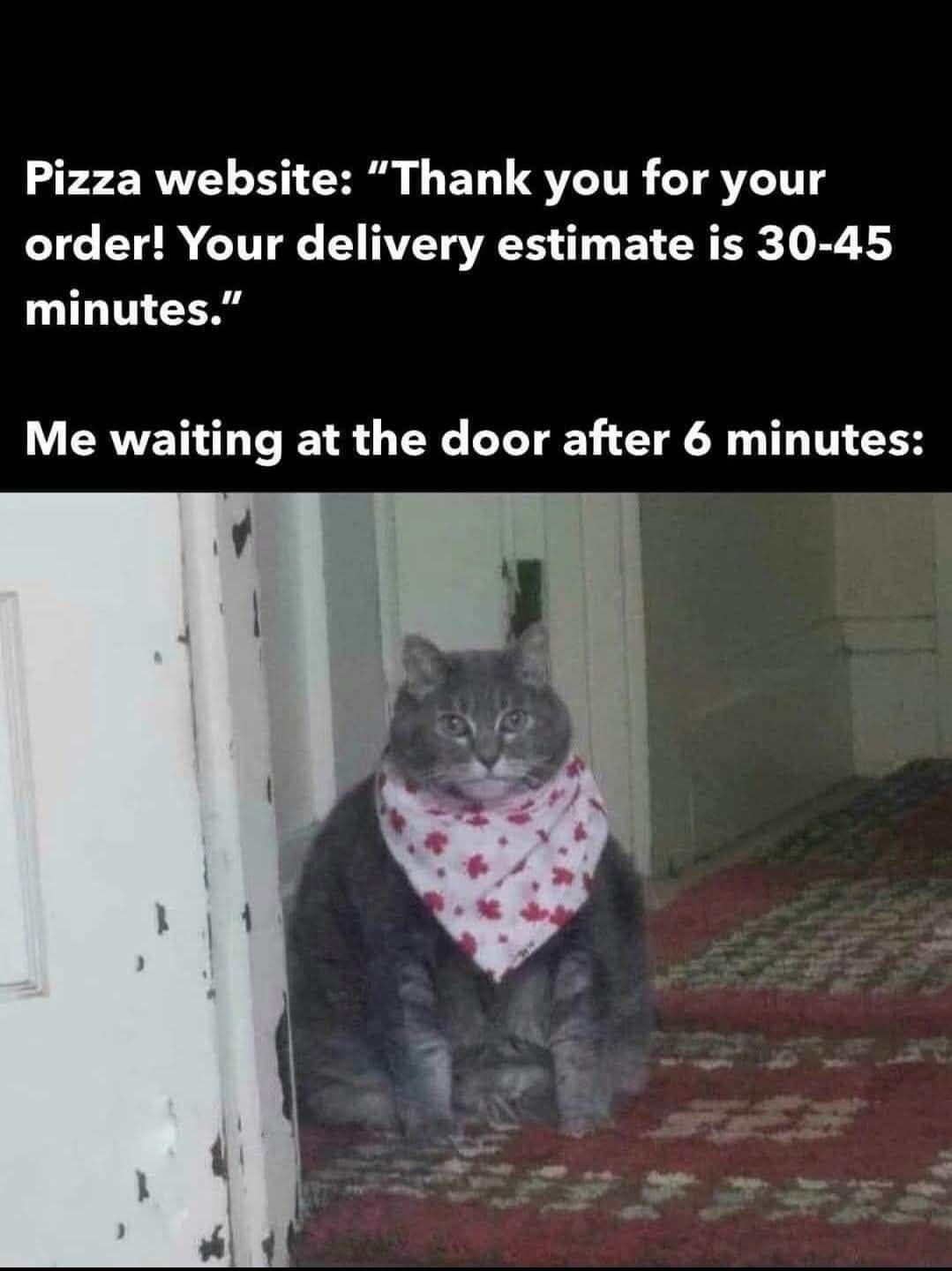 grumpy animal memes, animal memes, moody animal memes, irritated pet memes, annoyed animal memes, animal humor, funny animal pics, hilarious pet memes, wildlife memes, sarcastic memes, cynical animal memes, relatable pet humor, pet frustration memes, funny animal memes