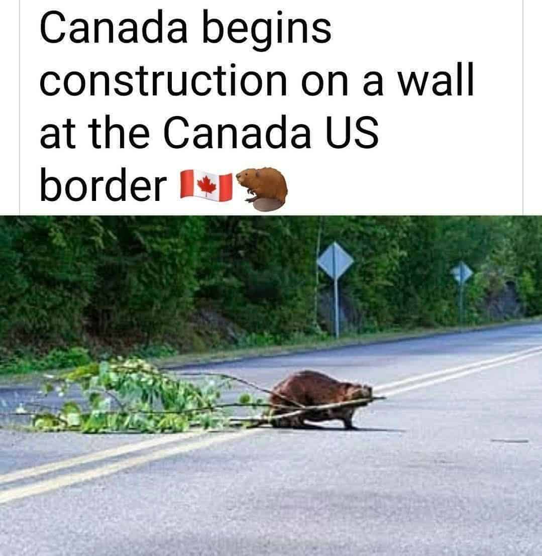 grumpy animal memes, animal memes, moody animal memes, irritated pet memes, annoyed animal memes, animal humor, funny animal pics, hilarious pet memes, wildlife memes, sarcastic memes, cynical animal memes, relatable pet humor, pet frustration memes, funny animal memes