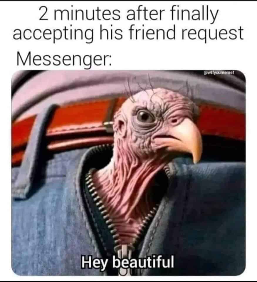 grumpy animal memes, animal memes, moody animal memes, irritated pet memes, annoyed animal memes, animal humor, funny animal pics, hilarious pet memes, wildlife memes, sarcastic memes, cynical animal memes, relatable pet humor, pet frustration memes, funny animal memes