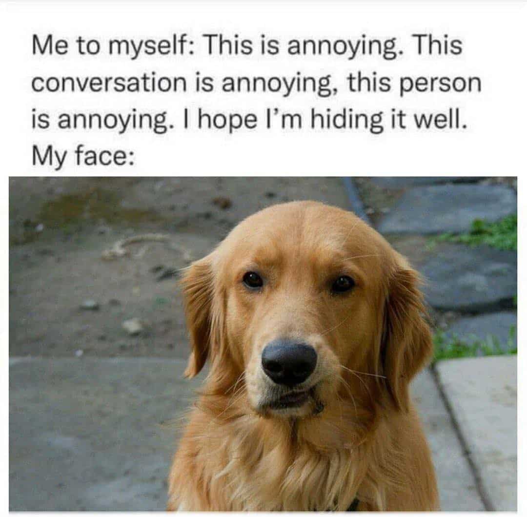 grumpy animal memes, animal memes, moody animal memes, irritated pet memes, annoyed animal memes, animal humor, funny animal pics, hilarious pet memes, wildlife memes, sarcastic memes, cynical animal memes, relatable pet humor, pet frustration memes, funny animal memes