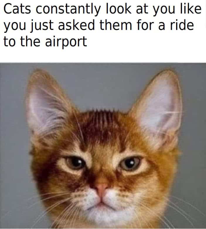 grumpy animal memes, animal memes, moody animal memes, irritated pet memes, annoyed animal memes, animal humor, funny animal pics, hilarious pet memes, wildlife memes, sarcastic memes, cynical animal memes, relatable pet humor, pet frustration memes, funny animal memes