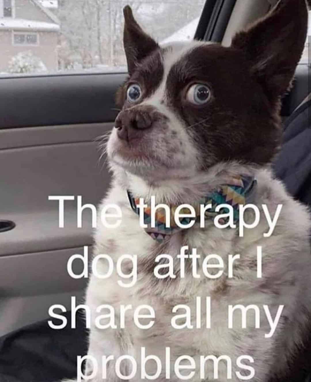 grumpy animal memes, animal memes, moody animal memes, irritated pet memes, annoyed animal memes, animal humor, funny animal pics, hilarious pet memes, wildlife memes, sarcastic memes, cynical animal memes, relatable pet humor, pet frustration memes, funny animal memes