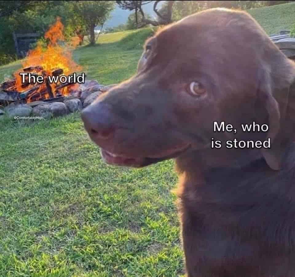 grumpy animal memes, animal memes, moody animal memes, irritated pet memes, annoyed animal memes, animal humor, funny animal pics, hilarious pet memes, wildlife memes, sarcastic memes, cynical animal memes, relatable pet humor, pet frustration memes, funny animal memes