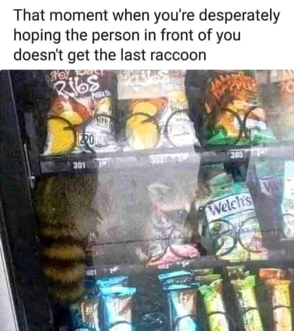 grumpy animal memes, animal memes, moody animal memes, irritated pet memes, annoyed animal memes, animal humor, funny animal pics, hilarious pet memes, wildlife memes, sarcastic memes, cynical animal memes, relatable pet humor, pet frustration memes, funny animal memes