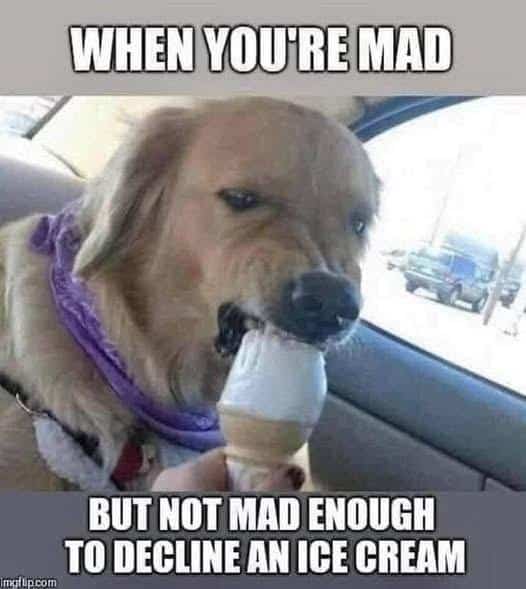 grumpy animal memes, animal memes, moody animal memes, irritated pet memes, annoyed animal memes, animal humor, funny animal pics, hilarious pet memes, wildlife memes, sarcastic memes, cynical animal memes, relatable pet humor, pet frustration memes, funny animal memes
