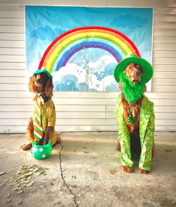 irish memes, emerald isle memes, Gaelic humor, shamrock jokes, Celtic memes, Gaelic funnies, leprechaun references, Irish humor, pub jokes, green-themed laughs, St Patrick's day memes