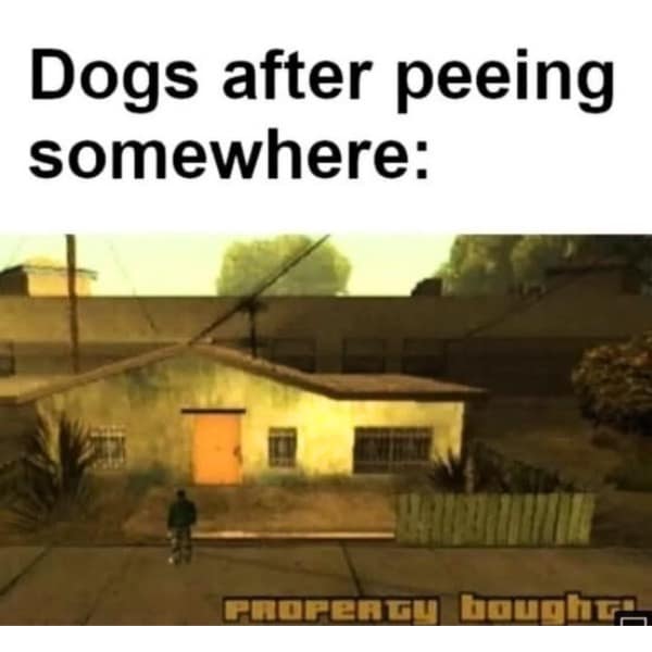 Dogs after peeing somewhere: PROPERGy boughr.