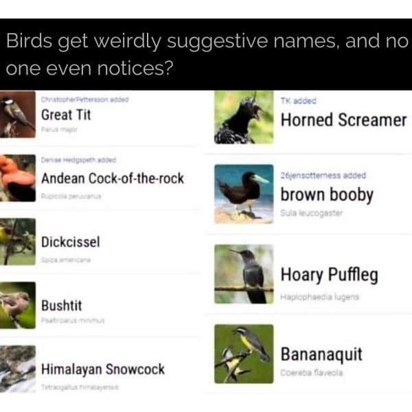 Birds get weirdly suggestive names, and no one even notices? Great Tit TK added Horned Screamer Andean Cock-of-the-rock 26jensotterness added brown booby Sula le Dickcissel Bushtit Himalayan Snowcock Hoary Puffleg aplophaedia lugens Bananaquit Coereba fiaveola