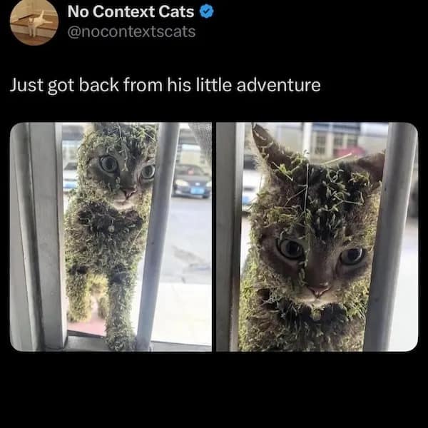 meme dump, funny memes, hilarious memes, humorous memes, workplace memes, office memes, professional memes, career memes lunchtime memes, lunch break memes, midday memes, break memes, adulting memes, life memes, grown-up memes, responsibility memes, dank memes, dank meme dump, memes funny