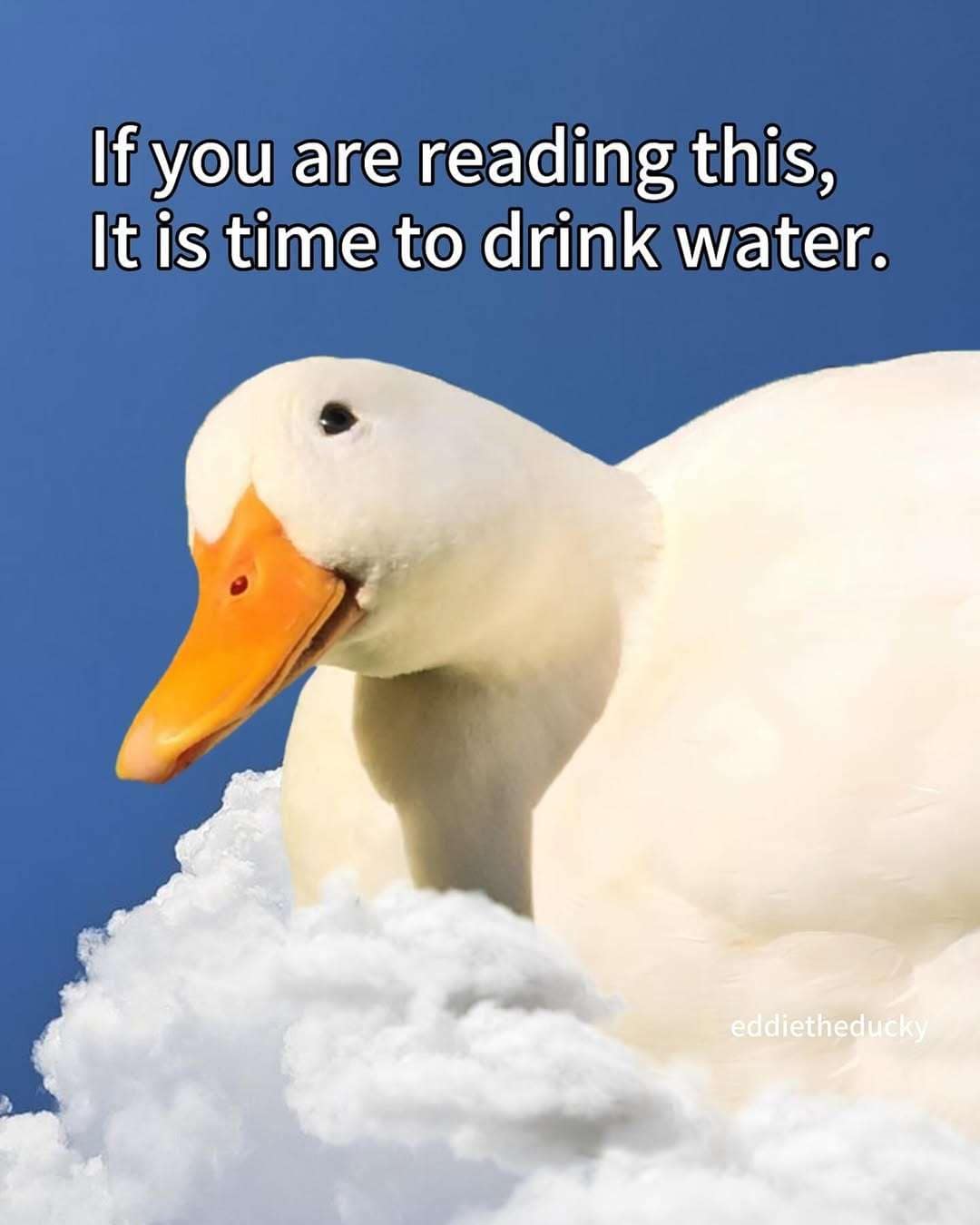 If you are reading this, It is time to drink water. eddietheducky