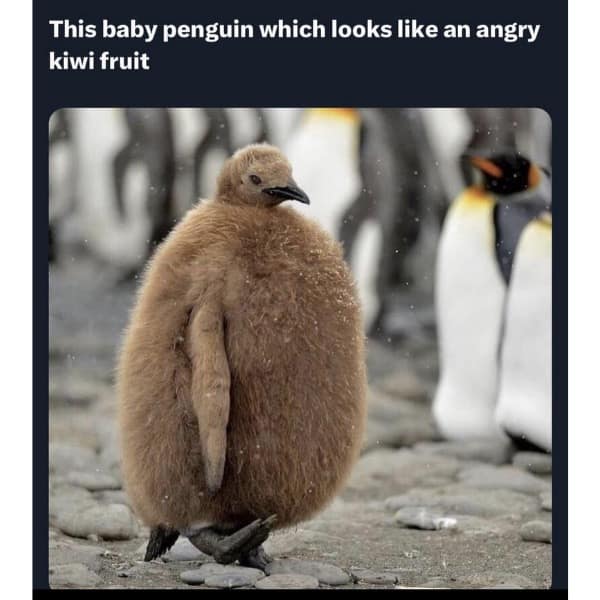 This baby penguin which looks like an angry kiwi fruit