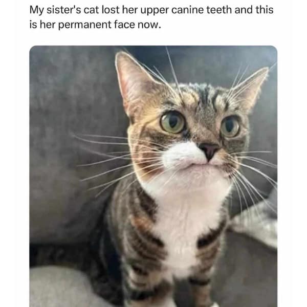My sister's cat lost her upper canine teeth and this is her permanent face now.