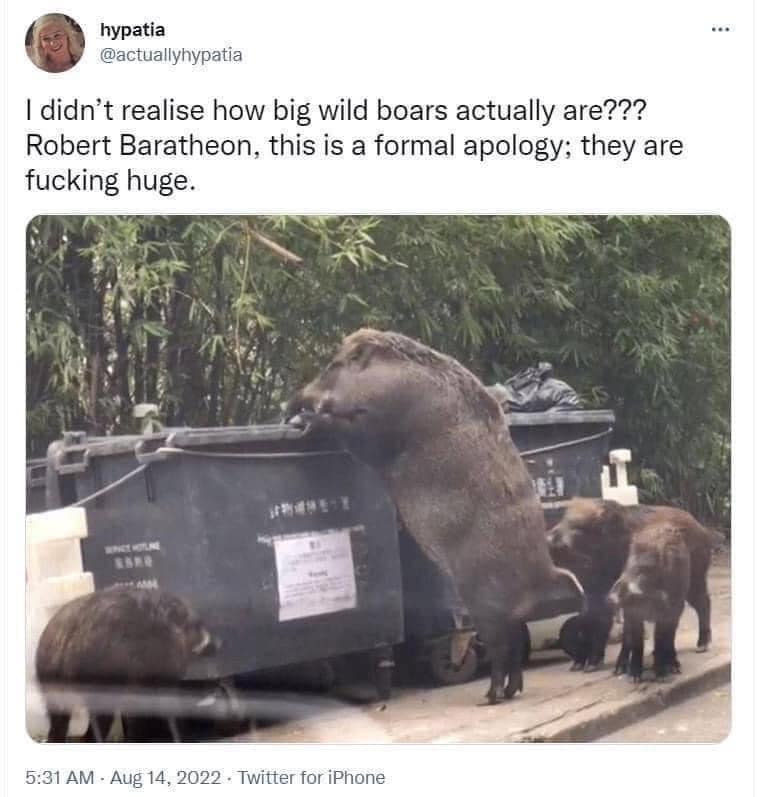 hypatia @actuallyhypatia I didn't realise how big wild boars actually are??? Robert Baratheon, this is a formal apology; they are fucking huge. 5:31 AM • Aug 14, 2022 • Twitter for iPhone