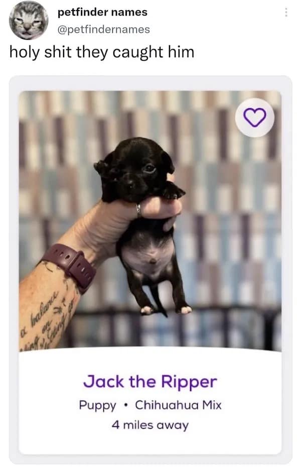 petfinder names @petfindernames holy shit they caught him Jack the Ripper Puppy • Chihuahua Mix 4 miles away