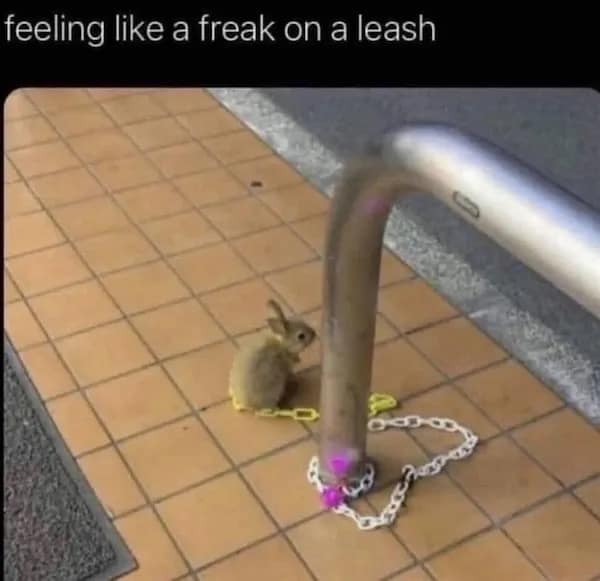 meme dump, funny memes, hilarious memes, comedic meme pile, midday laughs, mass meme feed, meme gallery, silly images, chaotic laughter, witty roasts, teasing snapshots, dank memes, dank meme dump, memes funny