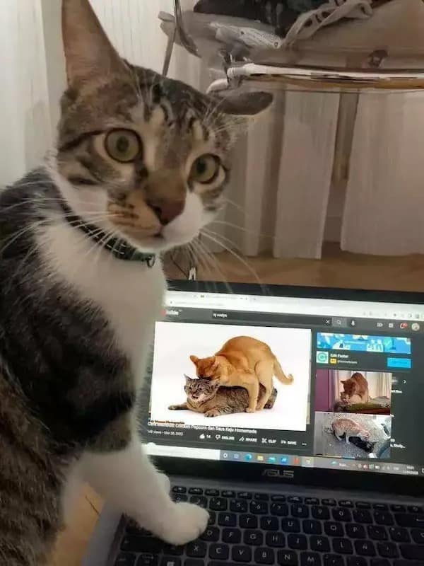 meme dump, vintage memes, viral tweets, meme stash, meme bundle, comedic meme load, meme gallery, comedic images, witty meme takes, laugh-worthy posts, side-splitting jokes, dank memes, dank meme dump