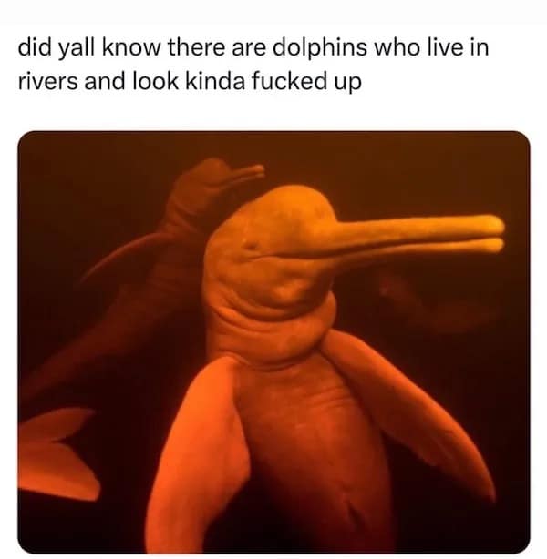 meme dump, funny memes, hilarious memes, internet humor, funny memes, laughter-inducing content, meme collection, humor compilation, joke repository, memes funny, dank memes, dank meme dump