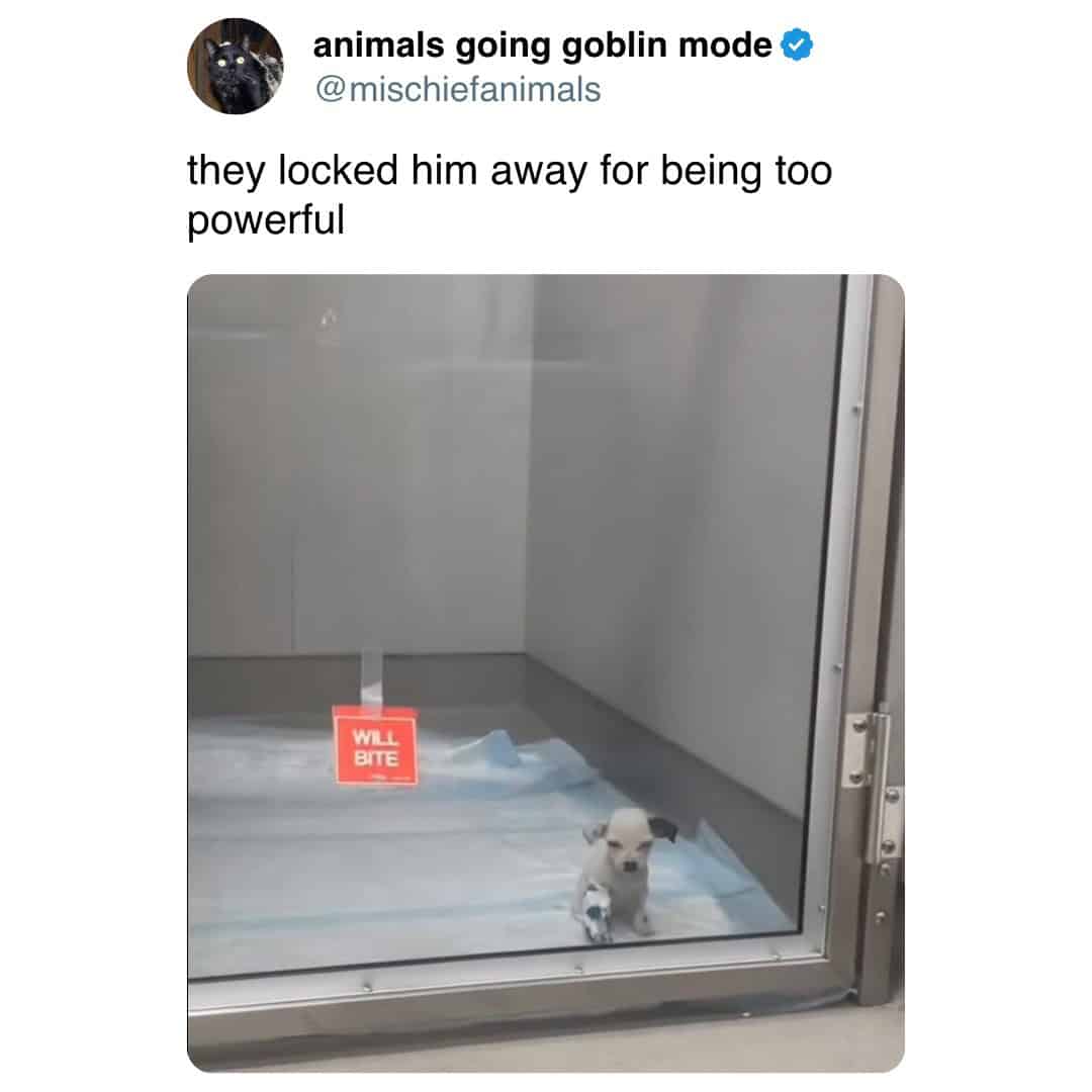 meme dump, funny memes, hilarious memes, meme collection, funny meme gallery, humor memes, funny work memes, lunch break memes, hilarious daily memes, office humor memes, midday meme relief, amusing daily pictures, dank memes, dank meme dump, memes funny