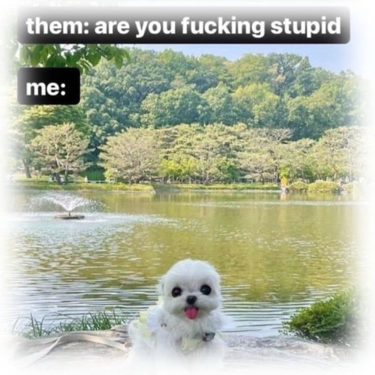 meme dump, funny memes, hilarious memes, trending internet memes, laugh-out-loud memes, internet humor, viral memes, relatable memes, random internet memes, dank memes, dank meme dump