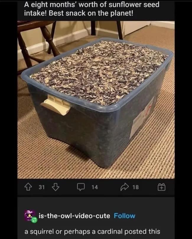 A eight months' worth of sunflower seed intake! Best snack on the planet! 31 6 18 is-the-owl-video-cute Follow a squirrel or perhaps a cardinal posted this