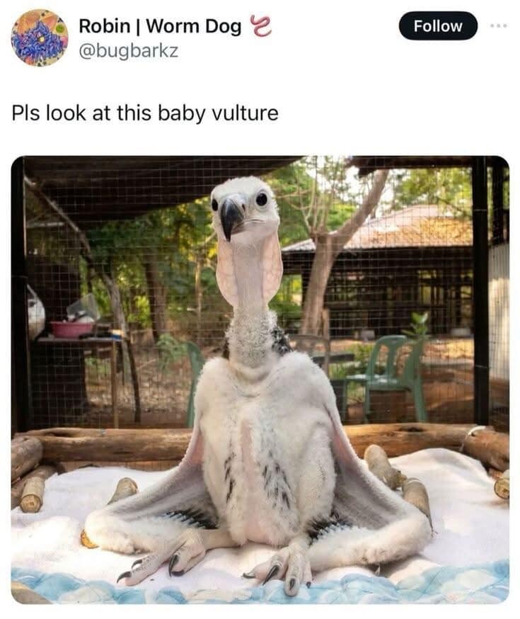 meme dump, funny memes, hilarious memes, trending internet memes, laugh-out-loud memes, internet humor, viral memes, relatable memes, random internet memes, dank memes, dank meme dump